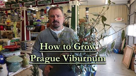 How to grow Prague Viburnum (Fragrant Evergreen Viburnum) - YouTube