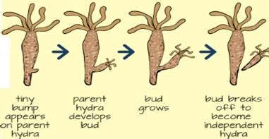 Explain budding in Hydra with the help of labeled diagrams only.