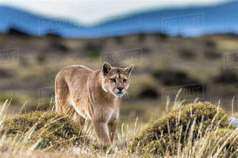 Puma (Puma concolor) in high altitude habitat of Torres del Paine ...