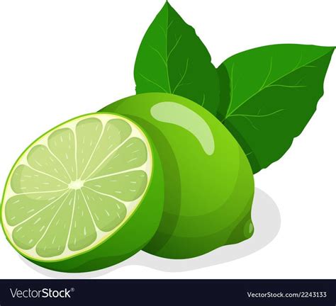 Fresh limes vector image on VectorStock | Lime vector, Lime, Fruit picture