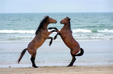 15 Breathtaking Photos of the Wild Horses of the Outer Banks