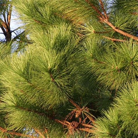 10+ Pinus Taeda ( Loblolly Pine ) seeds