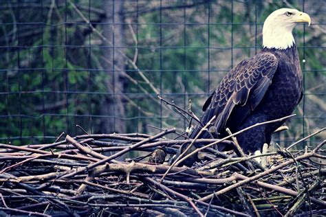 A nesting bald eagle | Smithsonian Photo Contest | Smithsonian Magazine