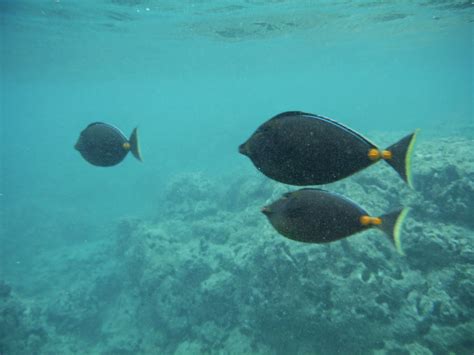 Hiking and Snorkeling on Oahu: Snorkeling in Hanauma Bay Nature Preserve