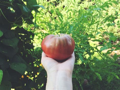 Cherokee Purple Tomato Plant Outdoor & Gardening Plants trustalchemy.com