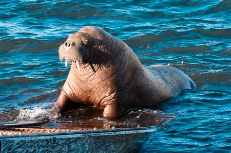 People who disturb 'Wally' the walrus in Tenby could be arrested | ITV News Wales