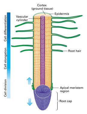 Palisade Labeled Cell Diagram - ClipArt Best