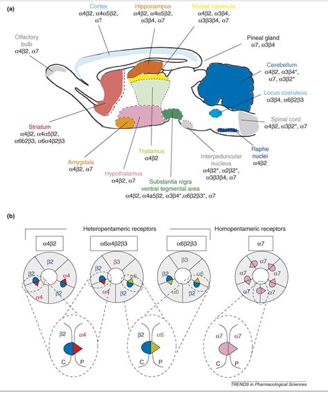 Figure 1 from Brain nicotinic acetylcholine receptors: native subtypes ...