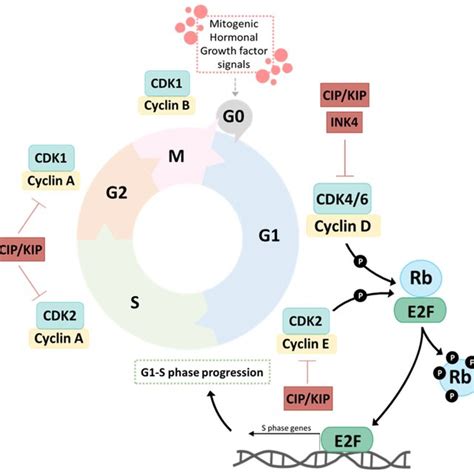 Schematic representation of the eukaryotic cell cycle. Different... | Download Scientific Diagram