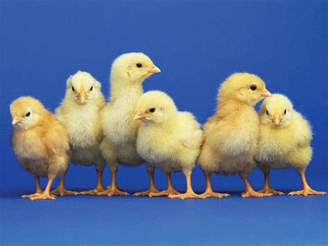 Mental number line - chicks can count just like humans