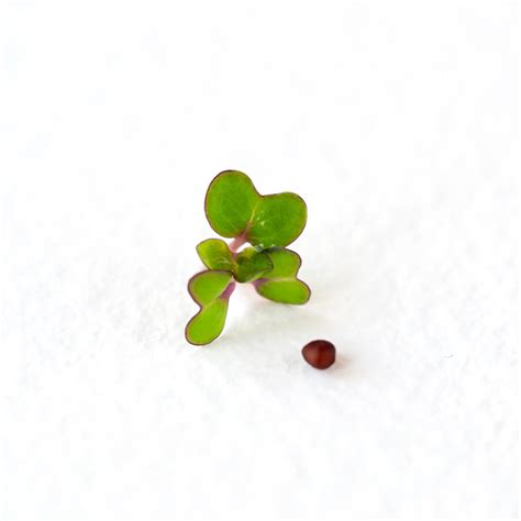 What is a sprout and how do you cultivate sprouts yourself?