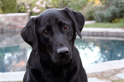 3840x2160px | free download | HD wallpaper: adult black Labrador retriever, dog, animal, pet ...