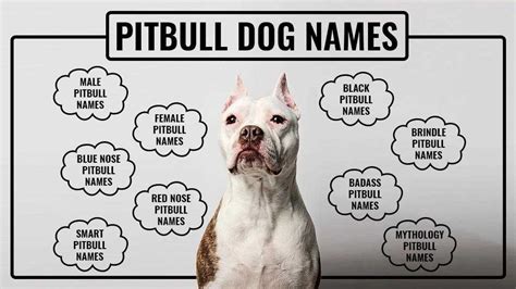 Pitbull Names - Unique And Tough Names For All Pitbull Types - Petmoo