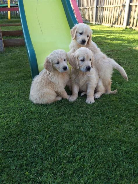 Golden Retriever Puppies