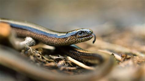 undefined in 2020 | Slow worm, Reptiles, Reptiles and amphibians