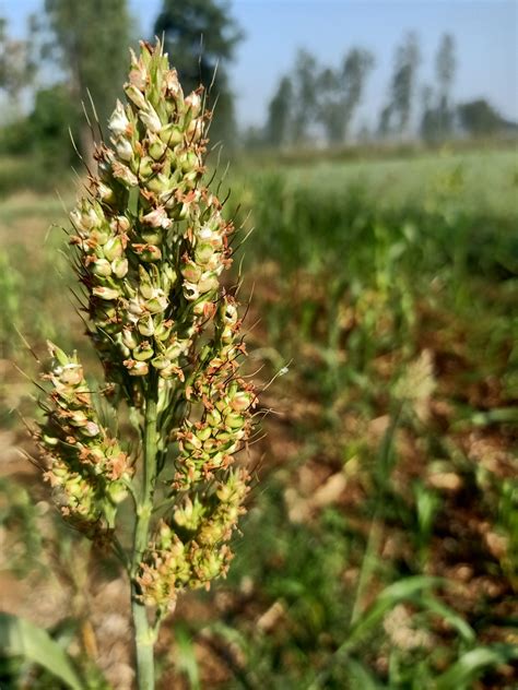 A sorghum plant - PixaHive