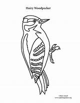 Woodpecker Hairy Coloring Page sketch template