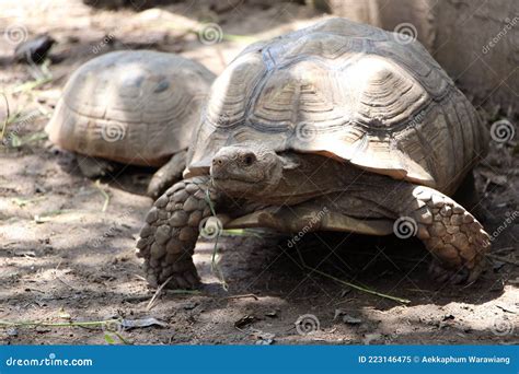 African Sulcata Tortoise Natural Habitat,,Africa Spurred Tortoise Stock Image - Image of flower ...