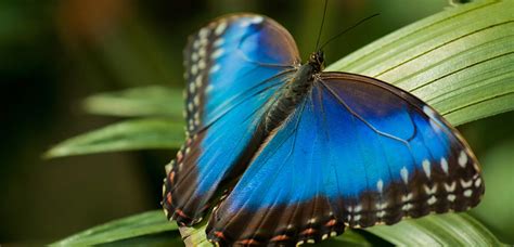 Spotlight: the blue morpho | Natural History Museum