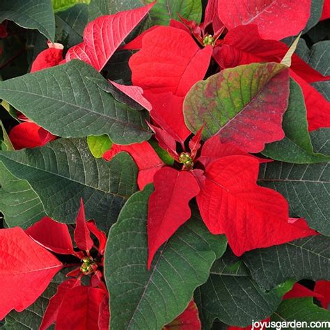 6 Tips To Keep Your Poinsettias Looking Good This Holiday Season