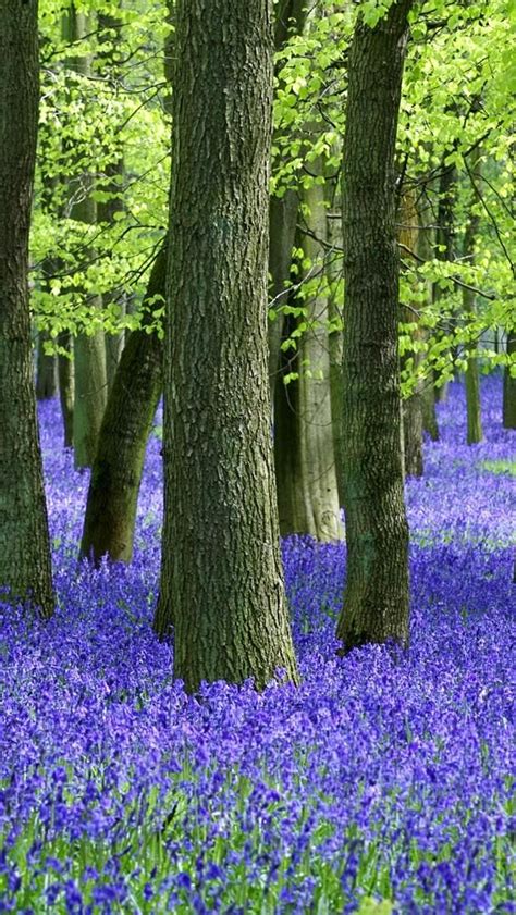 Bluebell wood on springtime - backiee