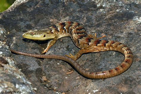 Forest Alligator Lizard - Elgaria multicarinata multicarinata