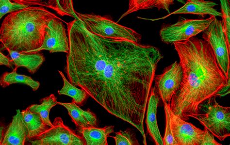 A Brief History of Live-Cell Imaging - Labtag Blog