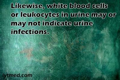 White Blood Cells (Leukocytes) in Urine but No Infection | IYTmed.com