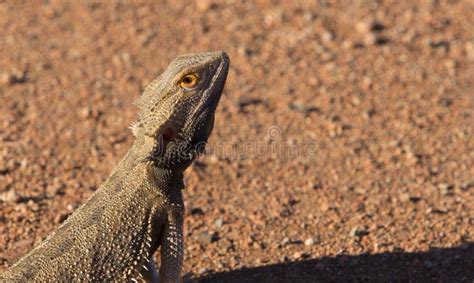 Bearded Dragon with Desert Background and Copy Space Stock Image - Image of nature, dragon ...