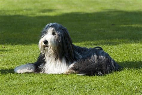 How To Make Dog Hair Grow Faster (+Causes Of Slow Hair Growth)