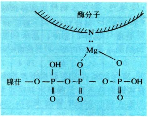 镁生理功能-智汇三农