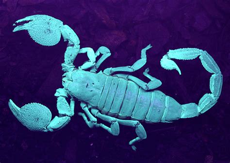 Scorpion Scientific Illustration