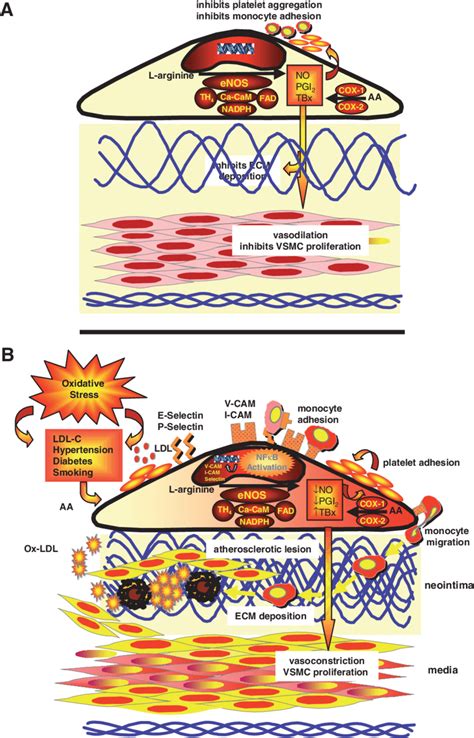 2. Pathophysiology of endothelial dysfunction. (A) In normal ...