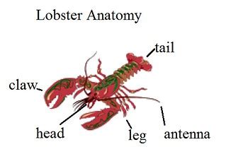 Lobster Anatomy Word Wall | Create a bulletin board or word … | Flickr