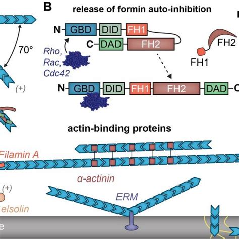 Functions of exemplary actin-binding proteins and nucleation factors.... | Download Scientific ...