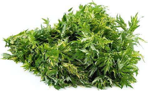 Mugwort Information and Facts