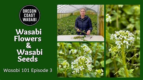 Wasabi Flowers and Wasabi Seeds - Wasabi 101 Episode 3 - YouTube