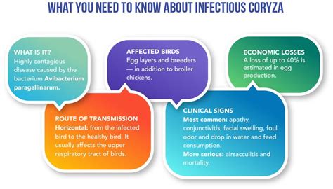 Infectious coryza: is the disease under control? | Biocamp