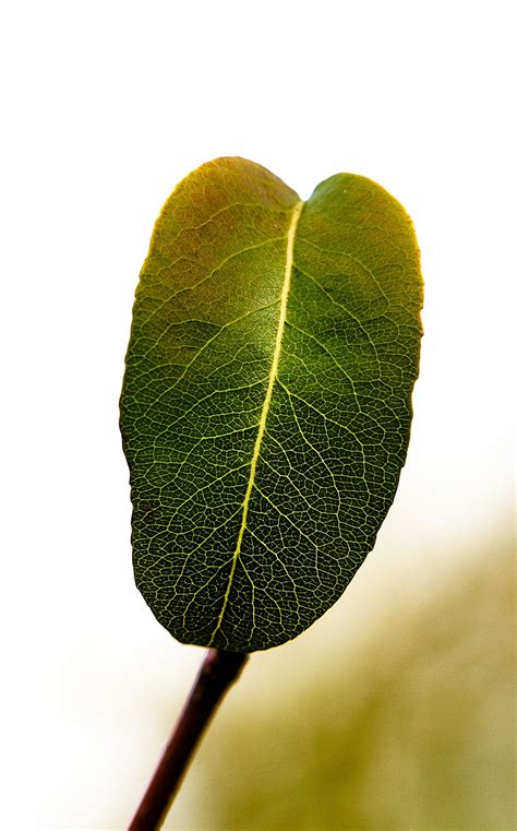 Leaf Anatomy | Smithsonian Photo Contest | Smithsonian Magazine