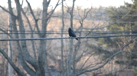 Crow Habits & Behaviors (And What They Mean…)