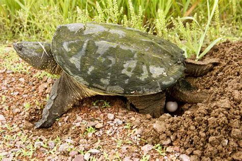 Baby Snapping Turtle: Care Sheet and Species Profile