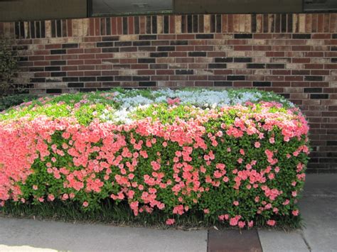 A Smile From Beverley: Interesting Azalea Bush-Photo