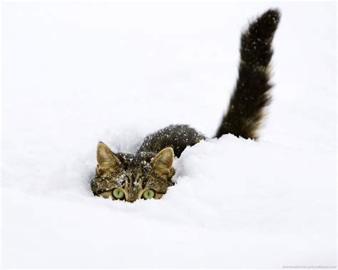 Cats in Snow Wallpaper - WallpaperSafari