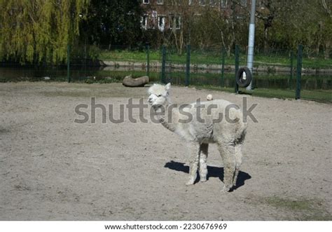 Dutch Animal Farm Pictures Taken Animals Stock Photo 2230676969 ...