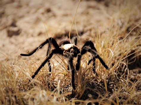 Tarantulas! What to Know About Colorado’s Spider Migration - 5280