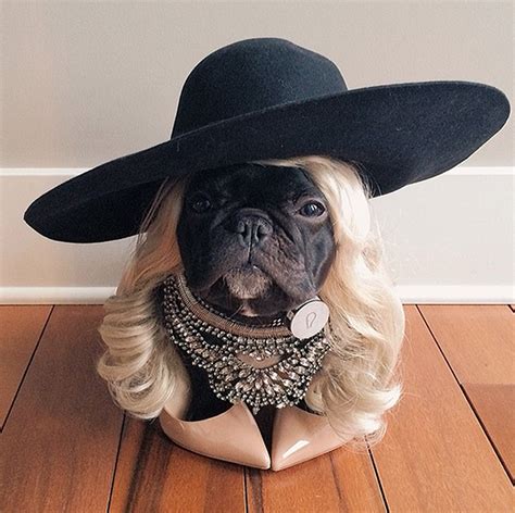 Here Are Our Top 13 Dog Costumes for Halloween