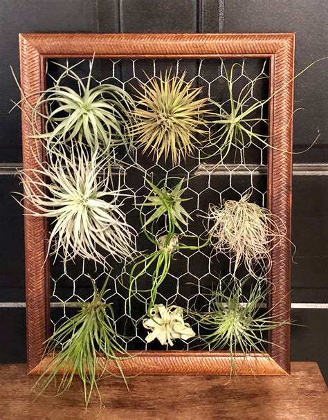 r/airplants - DIY Airplant display frame | Air plant display, Air plants decor, Air plants diy