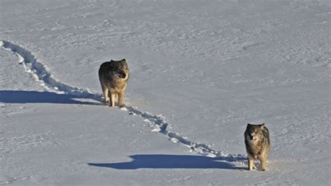 DNR: Minnesota wolf population remains stable | FOX 9 Minneapolis-St. Paul