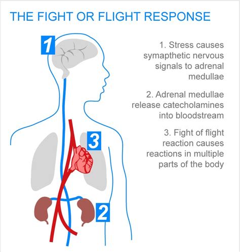 Understanding the Flight or Fight Response