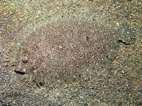 flatfish camouflage - Google Search | Best camouflage, Camouflage ...